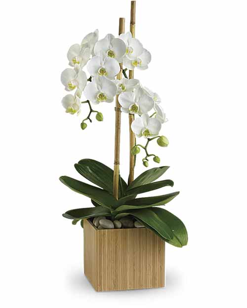 Orchid Opulance Orchid Opulance